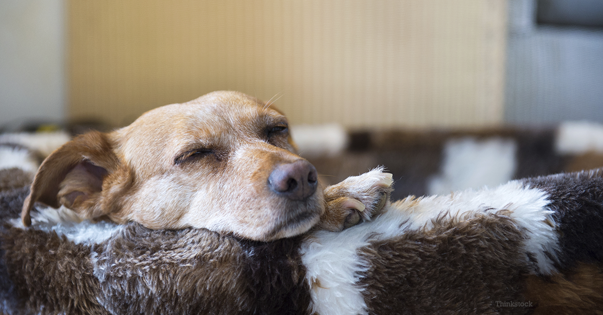 babesia in dogs canine babesiosis protect your from parasite carrying babesia in dogs canine babesiosis protect your from parasite carrying