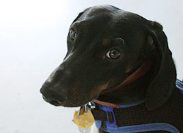 histoplasmosis in dogs canine histoplasmosis a cause of bloody stool in dogs histoplasmosis in dogs canine histoplasmosis a cause of bloody stool in dogs