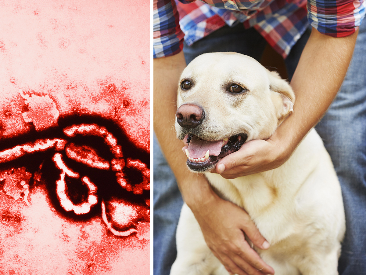 2019 year - Ebola and Your Pets: What You Need to Know 2019 year