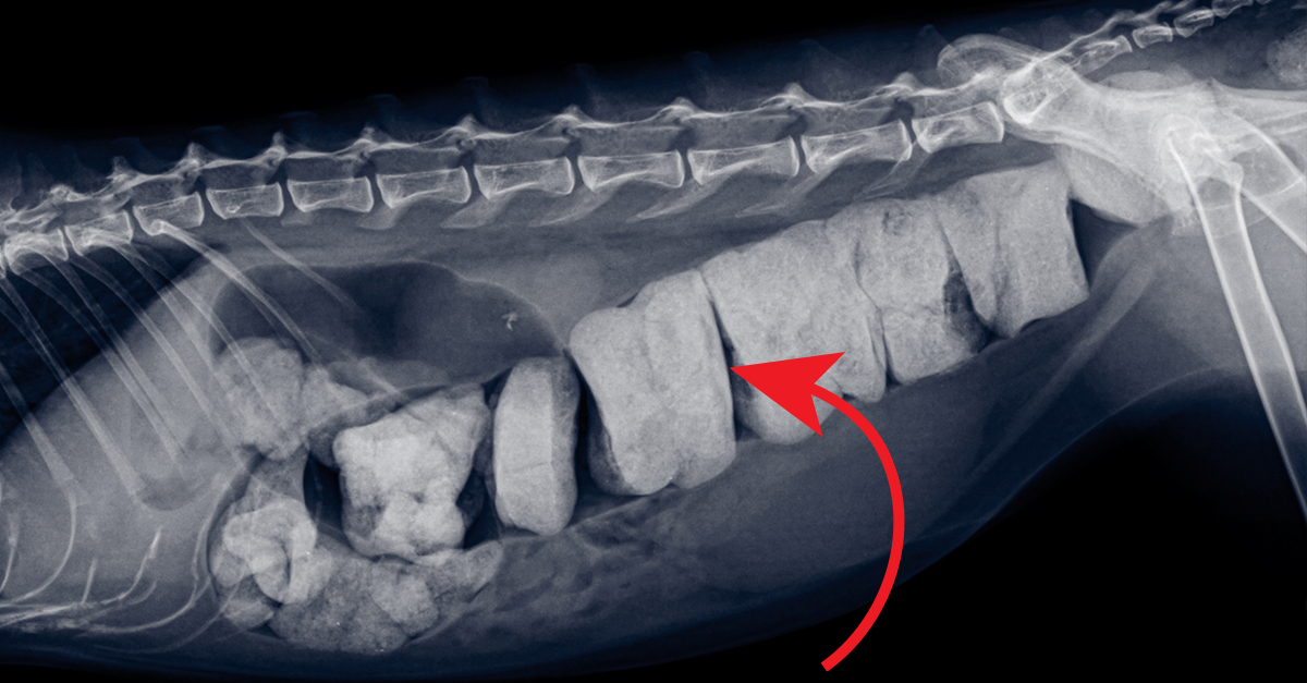 What are some symptoms of canine constipation?