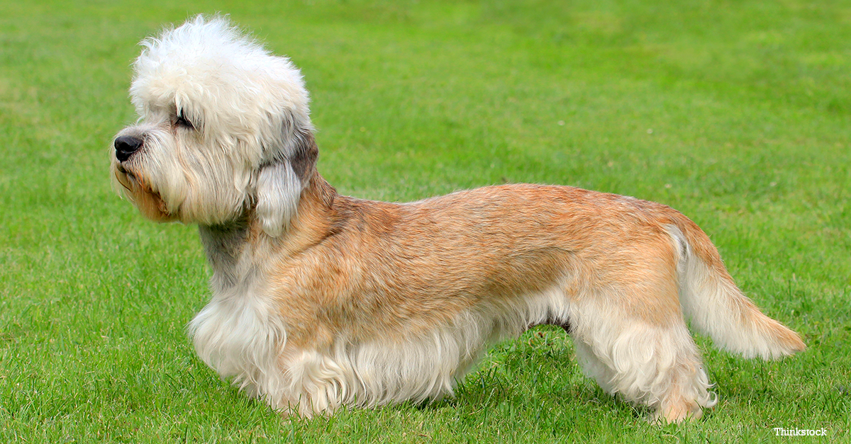 The Dandie Dinmont Terrier