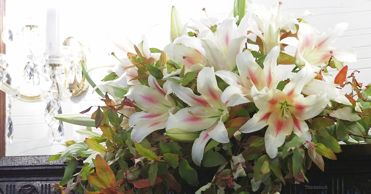 Easter Lily Toxicity in Cats Vomiting and Kidney Failure