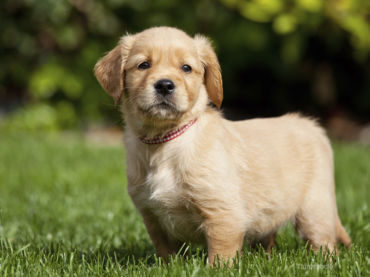 Canine Demodicosis Skin Irritating Mites In Dogs