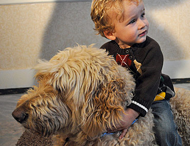 insulinoma in dogs canine insulinoma a tumor in the pancreas insulinoma in dogs canine insulinoma a tumor in the pancreas