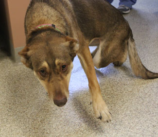 puppy limping why a limp or lameness is important to get checked out puppy limping why a limp or lameness is important to get checked out