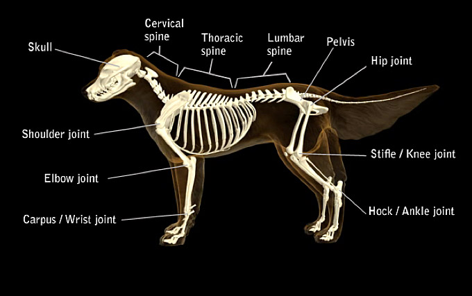 Dog Hip Pain and Bone Diseases causing Joint and Leg Pain and Limping