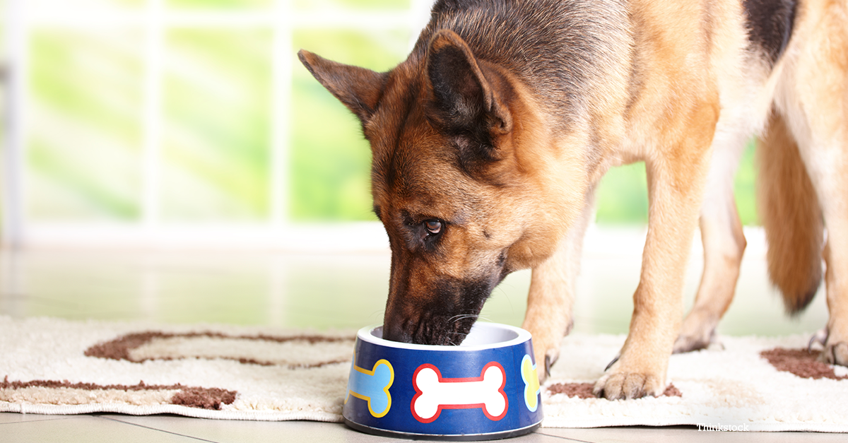 Dog eating dinner