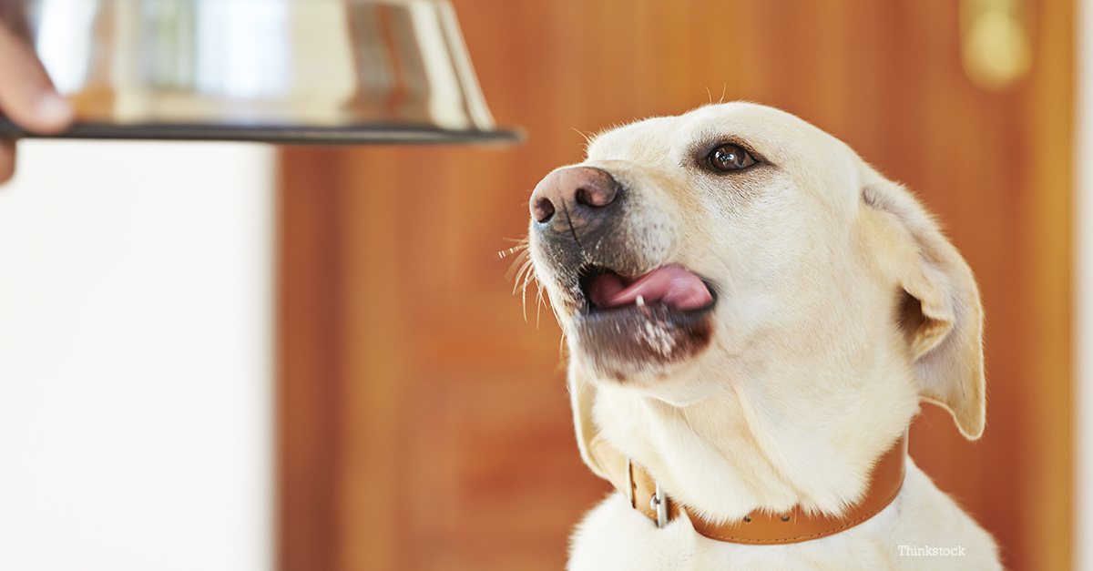 exocrine pancreatic insufficiency in dogs epi exocrine pancreatic insufficiency in dogs and cats exocrine pancreatic insufficiency in dogs epi exocrine pancreatic insufficiency in dogs and cats