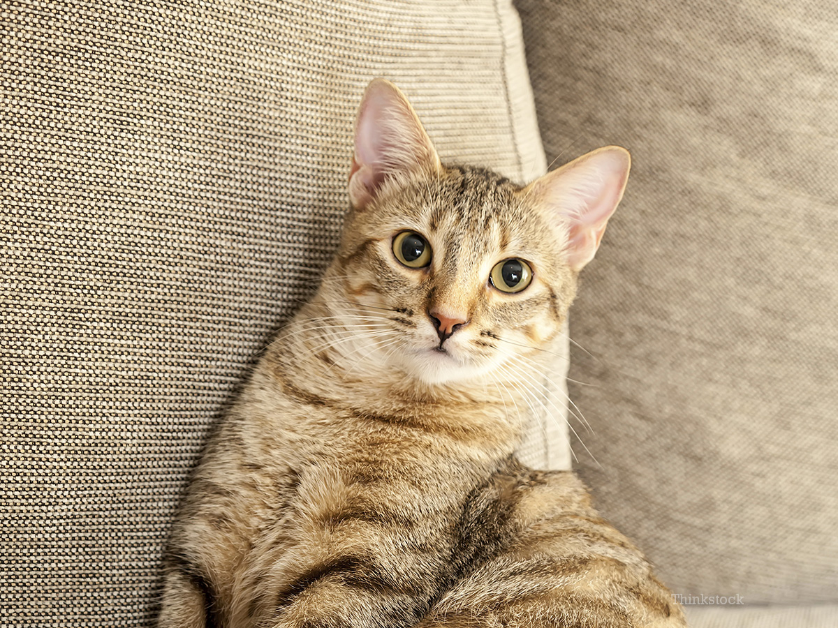 The Cat That Feared Couch