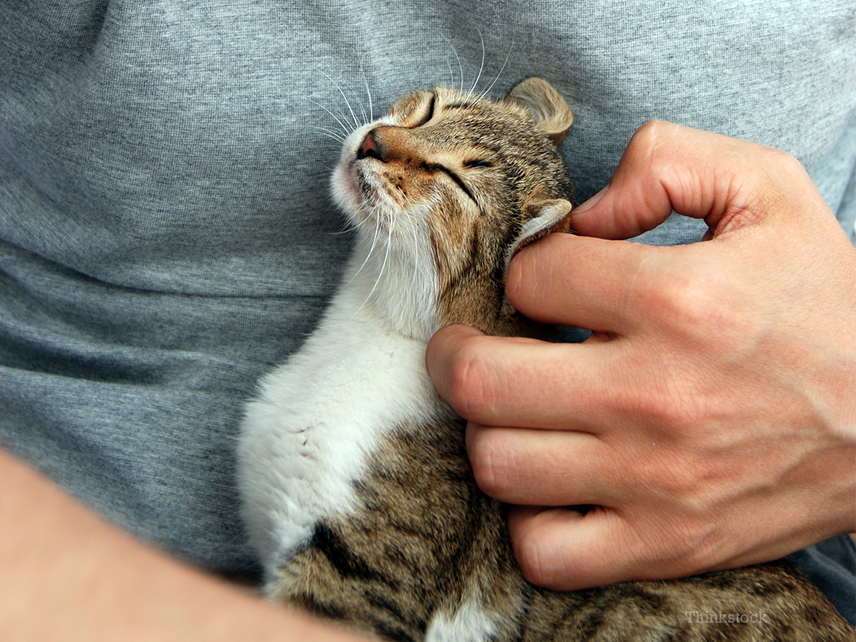 Do Fleas Really Harm Cats? by tonyslack11222