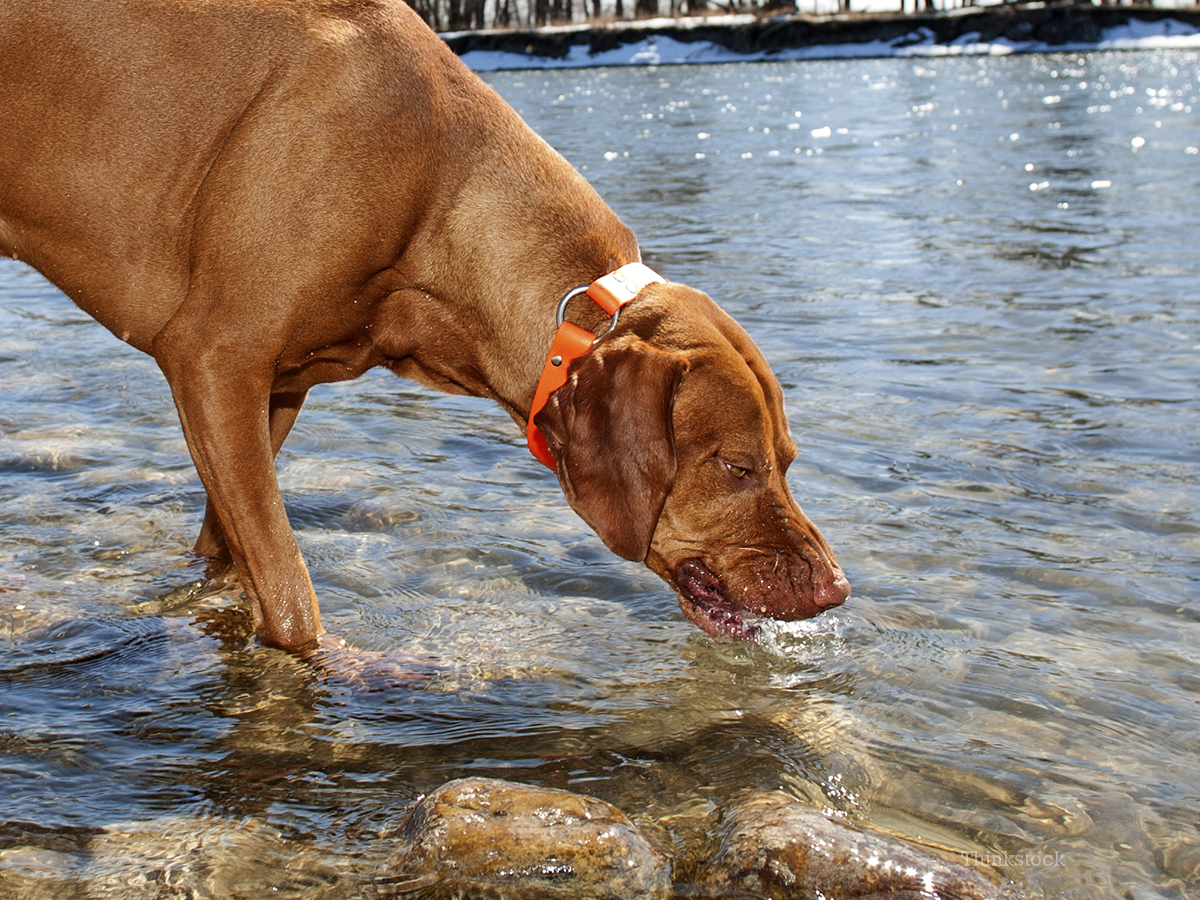 giardia in dog fecal pictures to pin on pinterest pinsdaddy giardia in dog fecal pictures to pin on pinterest pinsdaddy