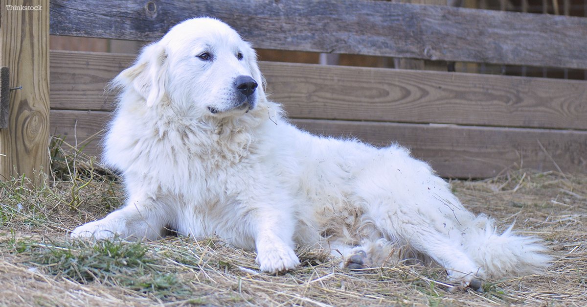 the great pyrenees