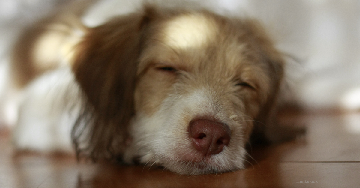 lymes disease in dogs lyme disease in dogs images lymes disease in dogs lyme disease in dogs images