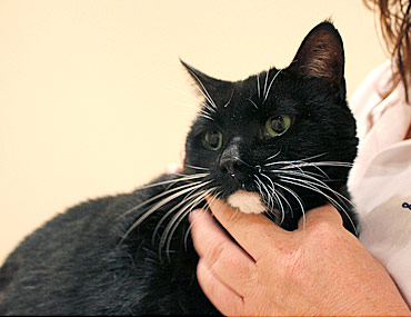 Flaky and Red Skin in Cats - Feline Demodicosis