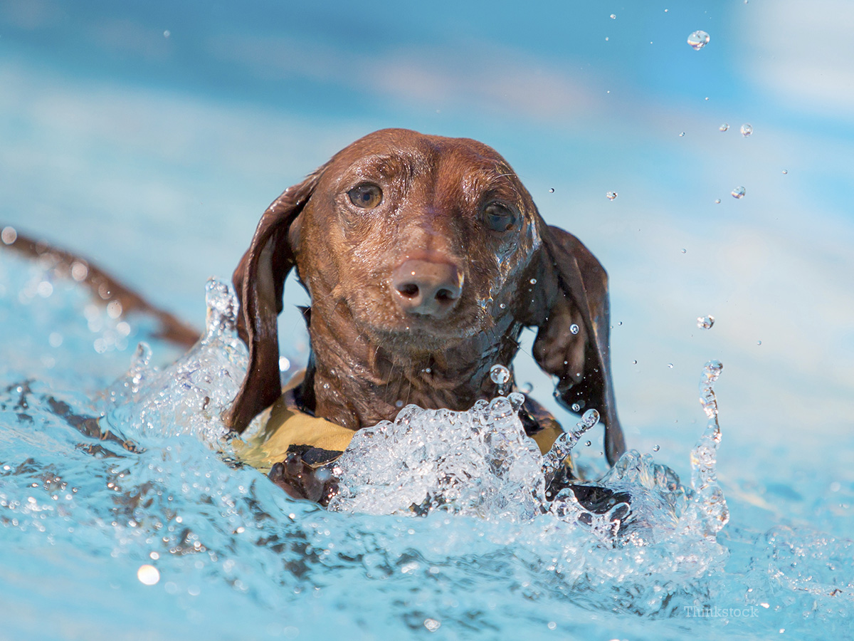 Afbeeldingsresultaat voor dogs in summer