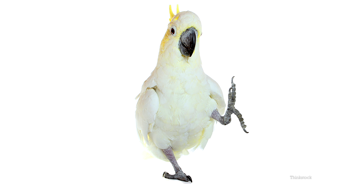 Snowball the Cockatoo Proves Animals Can Dance