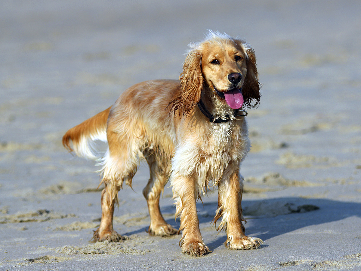 Acute Pancreatitis in Dogs
