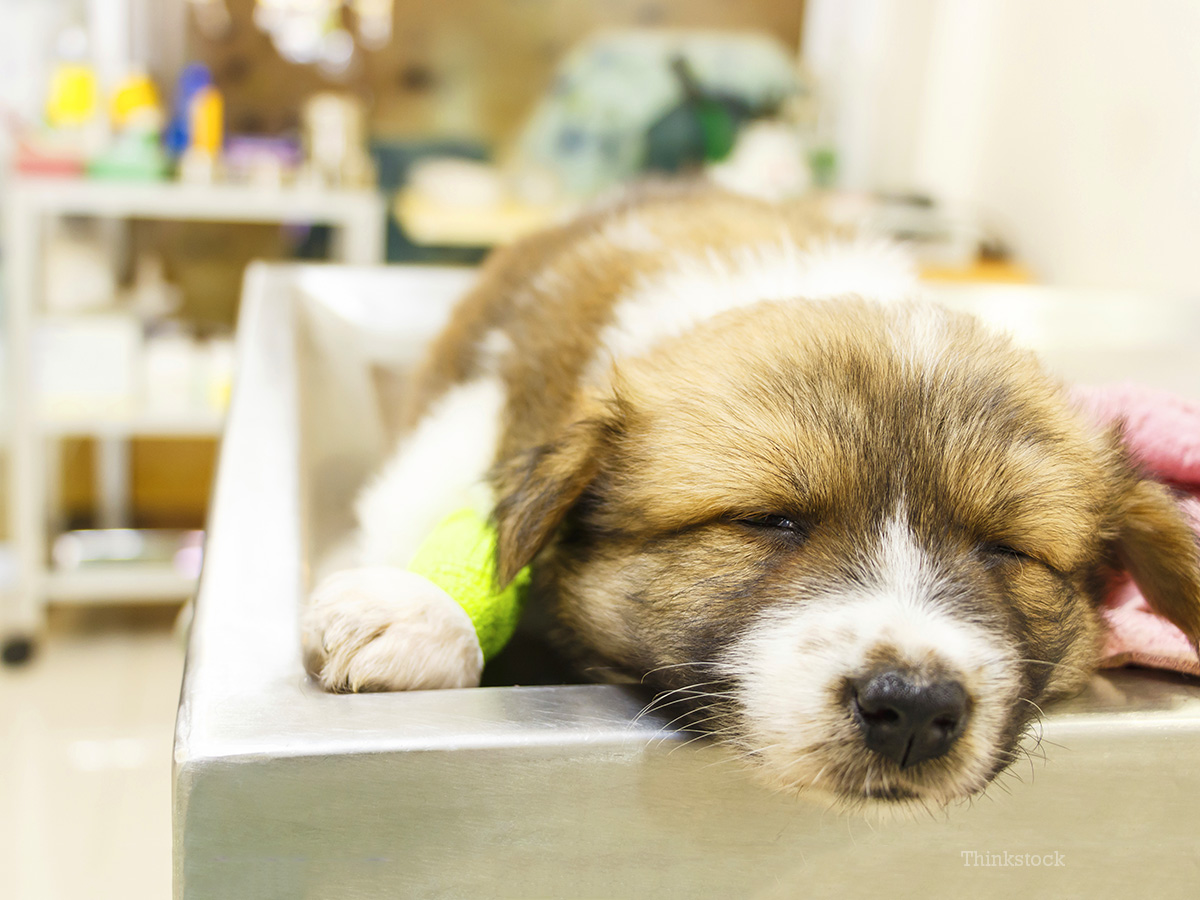 Local Anesthesia Eye Enucleation Dog Local Anesthesia Eye Enucleation Dog