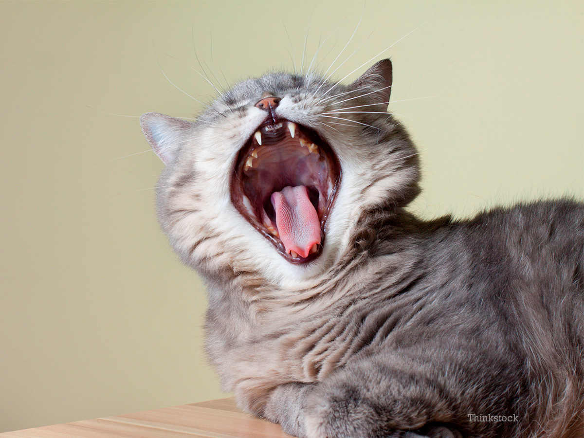 Dr. Ernie's Top 10 Cat Dental Questions... And His Answers!