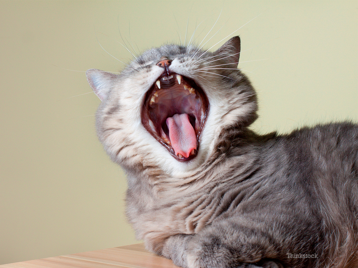 kitten teeth grinding eating