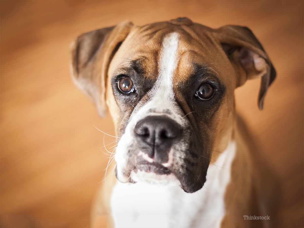 Eye Ulcers A Common Condition in Boxers and Other Adult Dogs