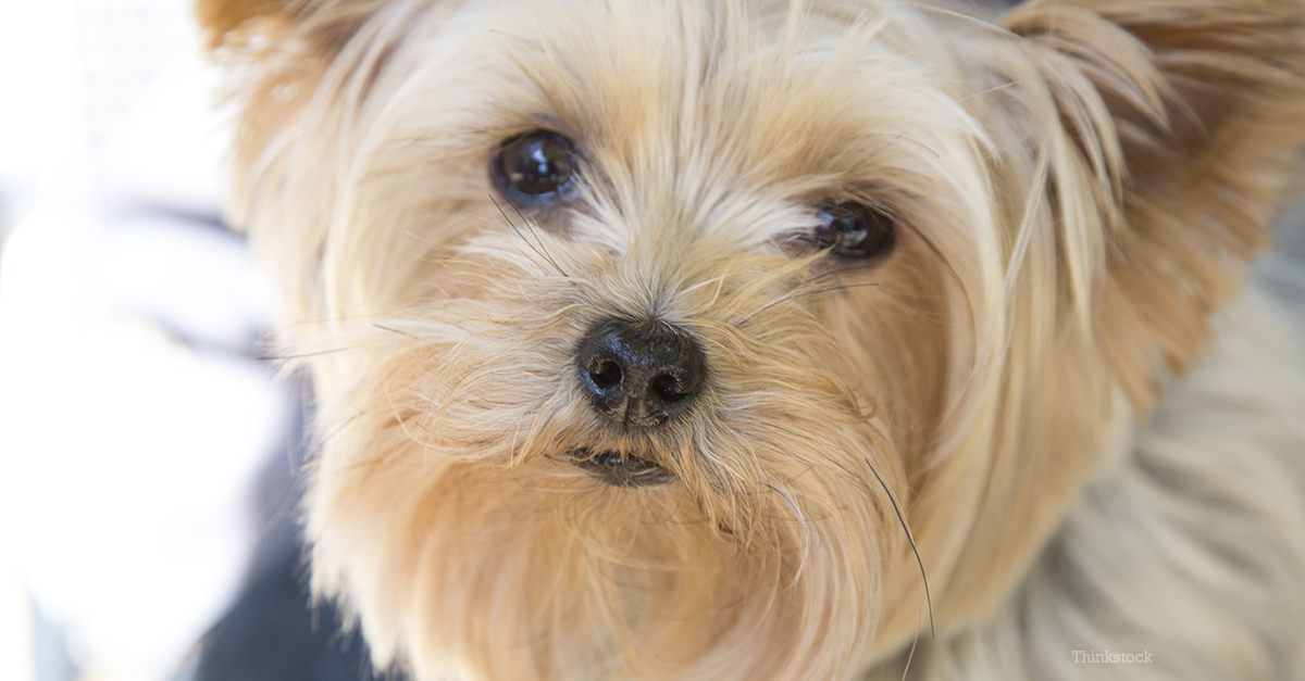 protein losing enteropathy in dogs protein losing enteropathy ple in dogs protein losing enteropathy in dogs protein losing enteropathy ple in dogs