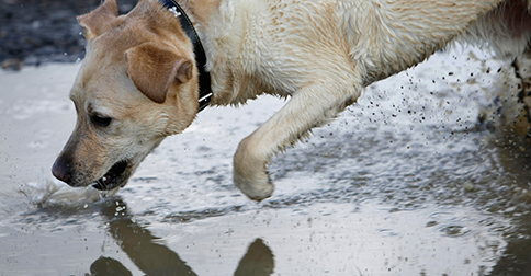 leptospirosis in dogs deadly leptospirosis in dogs what you need to to protect your leptospirosis in dogs deadly leptospirosis in dogs what you need to to protect your
