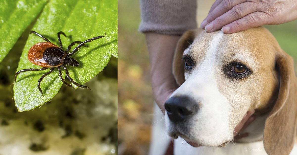 Tick Paralysis In Dogs