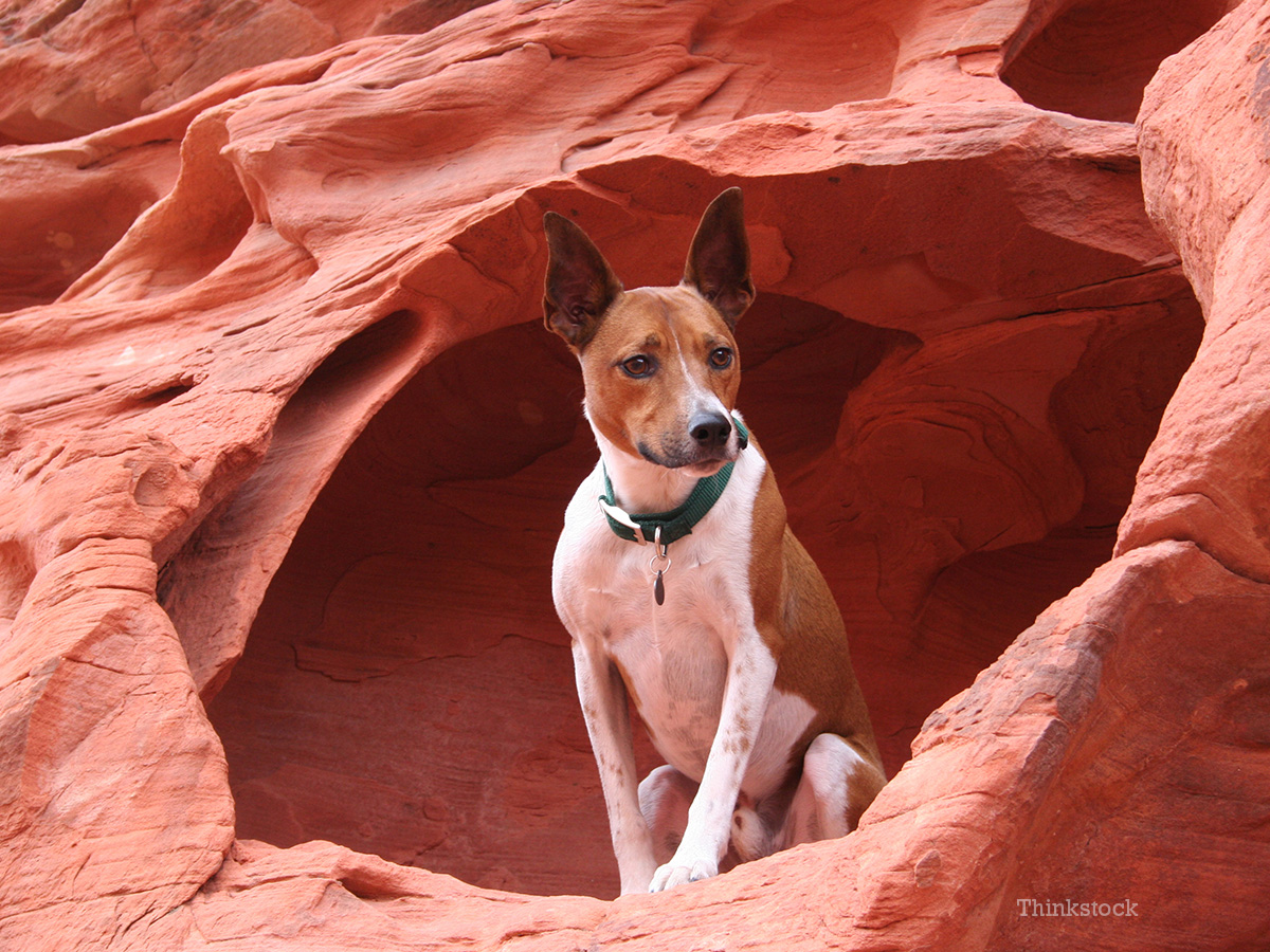 valley fever in dogs valley fever coccidioidomycosis in dogs valley fever in dogs valley fever coccidioidomycosis in dogs