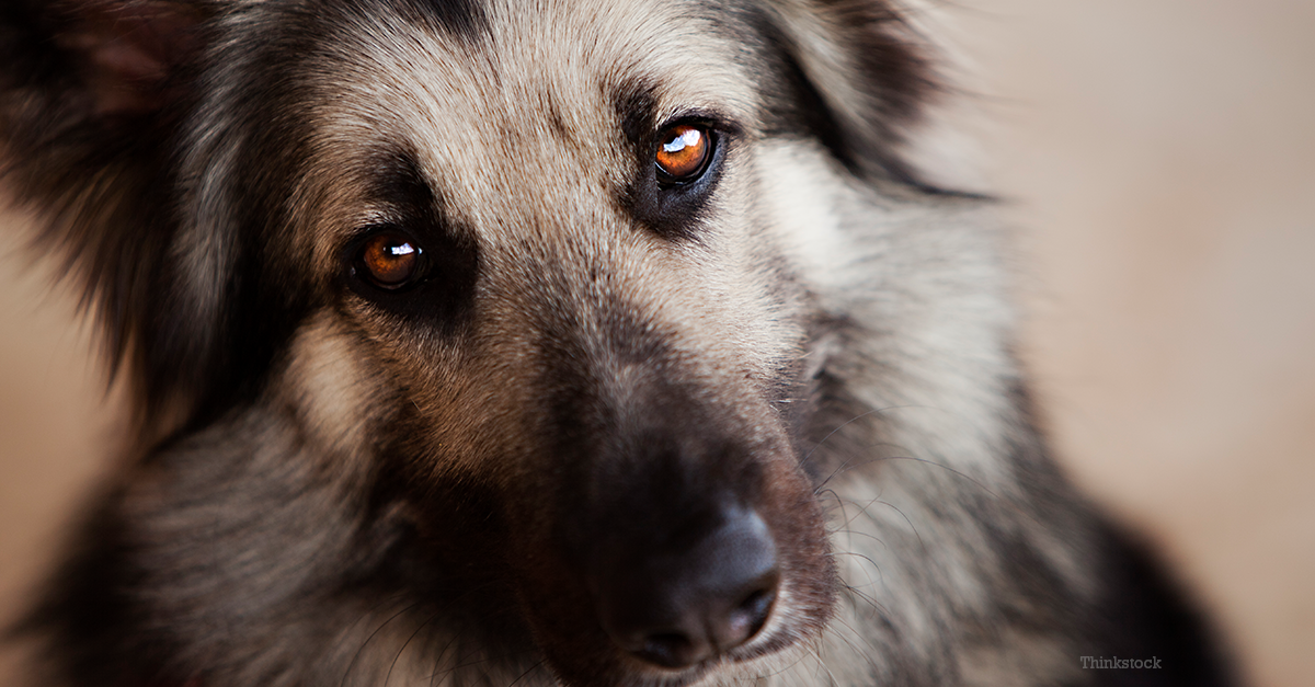 puppy diseases canine willebrand s disease hemophilia in dogs puppy diseases canine willebrand s disease hemophilia in dogs