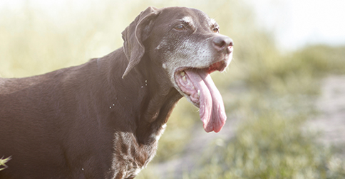 Dog Urine Color Chart