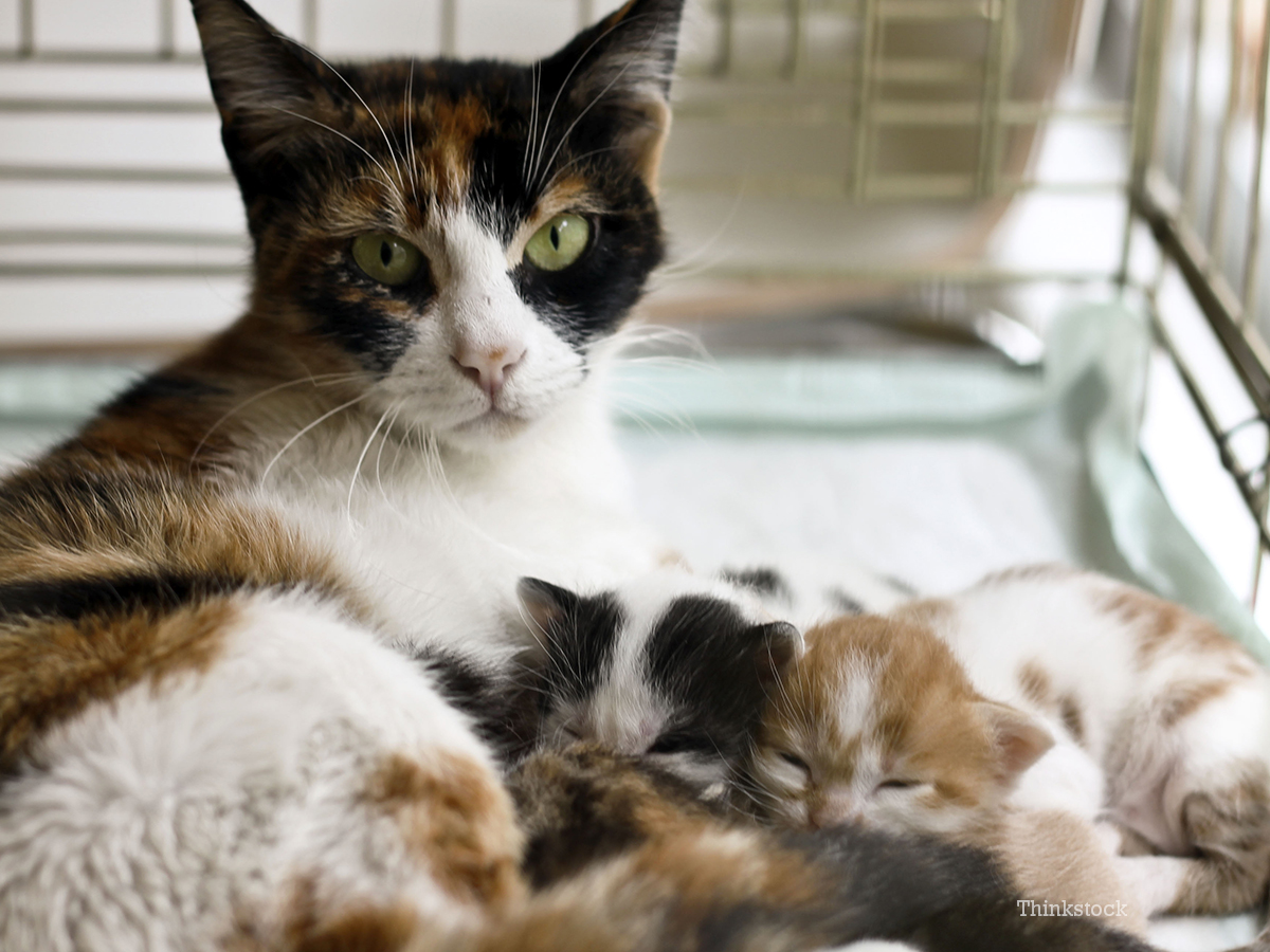 Pictures Of Pregnant Cats 103