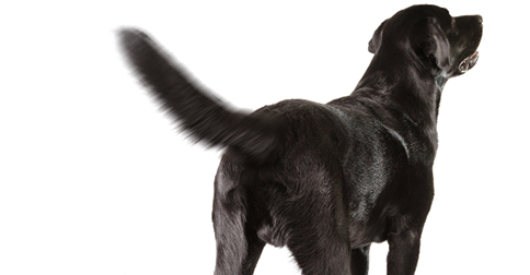 why do dogs tails wag why do dogs wag their tails page 2 why do dogs tails wag why do dogs wag their tails page 2