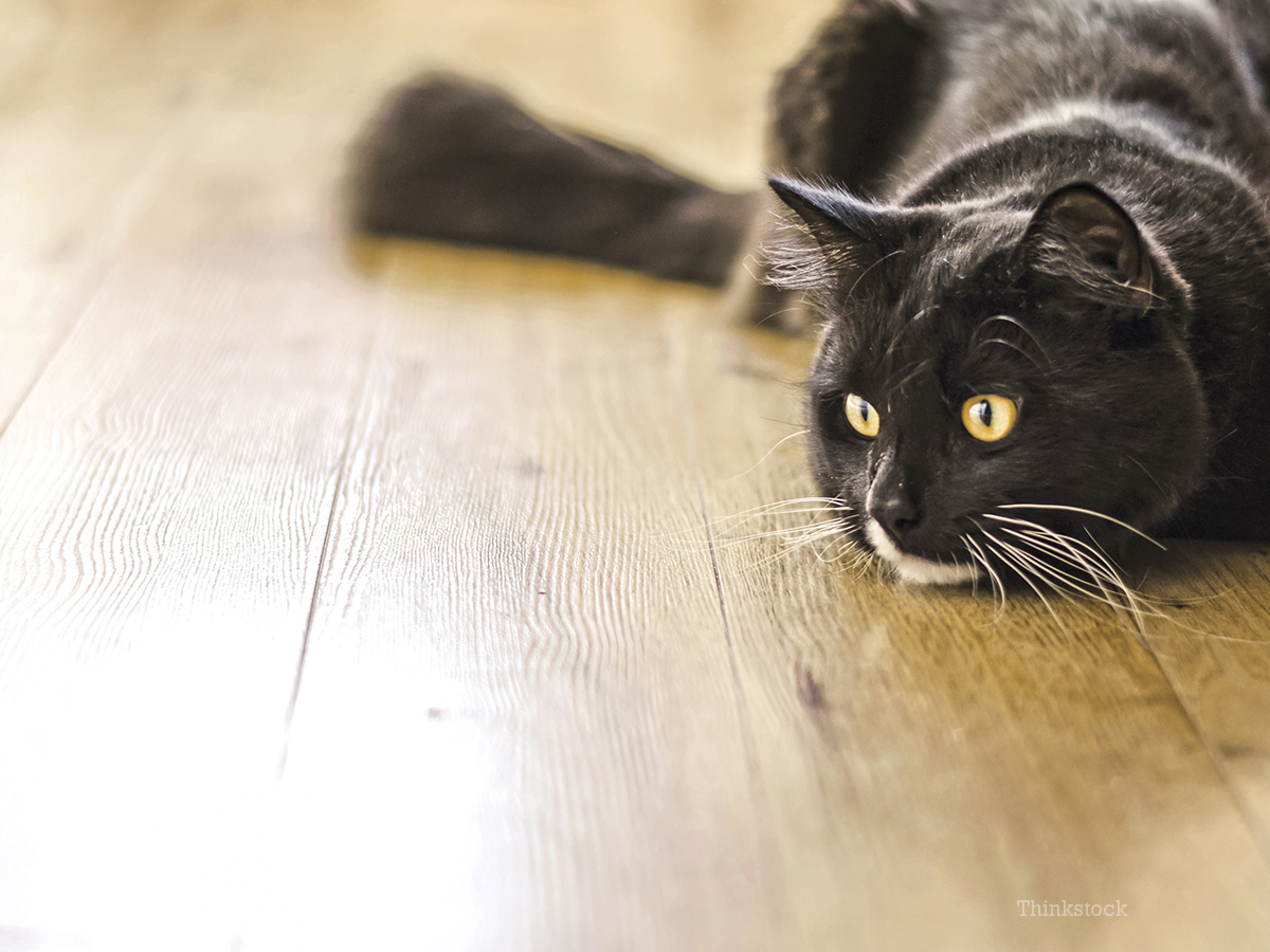 Cat Stool Color Chart