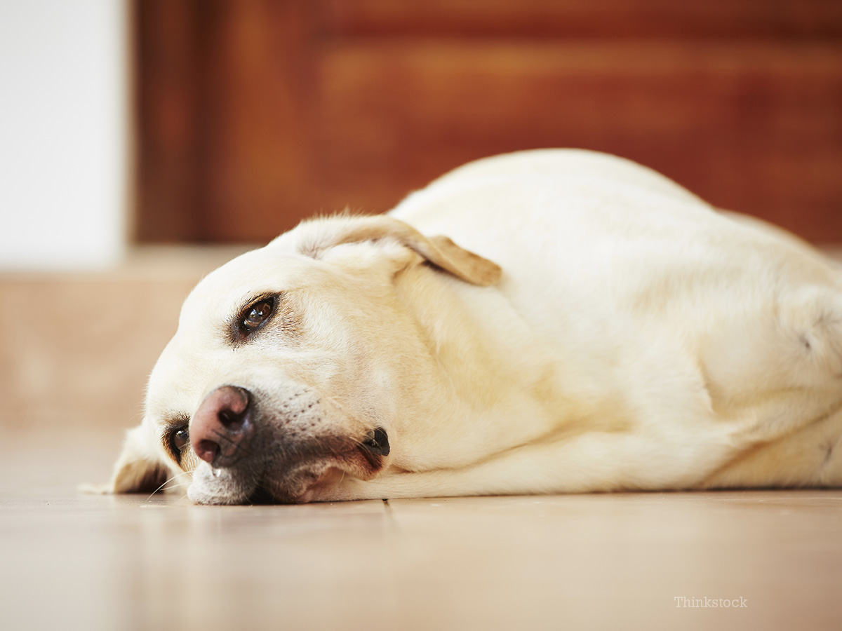 Top 10 Signs Your Dog May Be Sick (and What You Can Do About It)