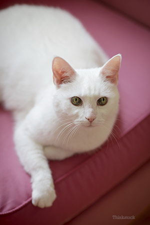 Cat laying on a chair