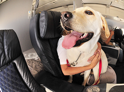 Dog on a plane