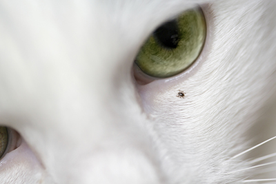 Tick on cat's face