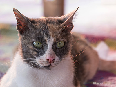 Depigmentation Disorders In Cats Changing Skin Color