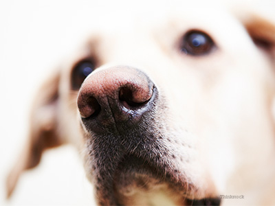 do labradors noses change color