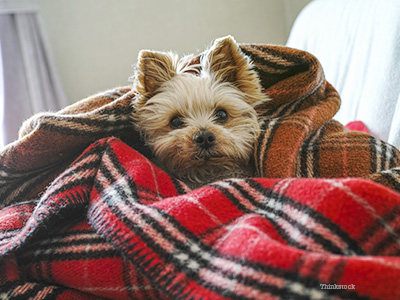 Dog wrapped in blanket