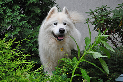 Dog in garden