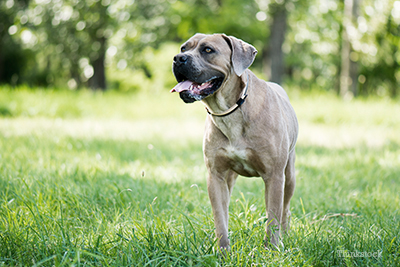 Cane Corso in a field