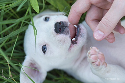 Puppy biting hand