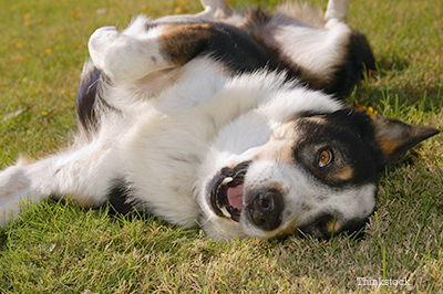 Dog rolling and scratching