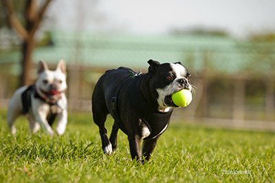 Two dogs playing together