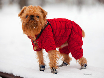Dog in snow jacket and boots