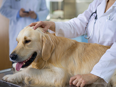 do dogs need check ups