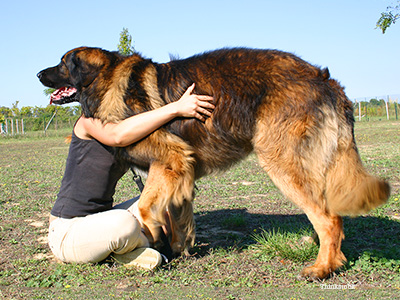 Girl hugging big dog