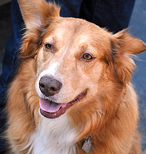 Types Of Umbilical Hernias Dogs Types Of Umbilical Hernias Dogs